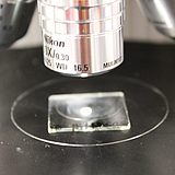 Detailaufnahme Mikroskop (Objektiv und Objektträger)