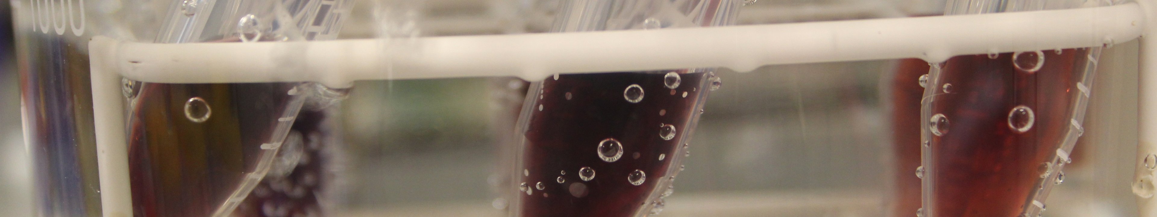 Detailansicht von Plastikröhrchen mit roter Flüssigkeit in einem Gestell welches in kochendem Wasser steht