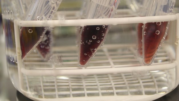 Detailansicht von Plastikröhrchen mit roter Flüssigkeit in einem Gestell welches in kochendem Wasser steht