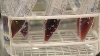 Detailansicht von Plastikröhrchen mit roter Flüssigkeit in einem Gestell welches in kochendem Wasser steht